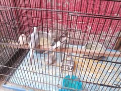 Diamond dove breeder pair and red dove breeder pair