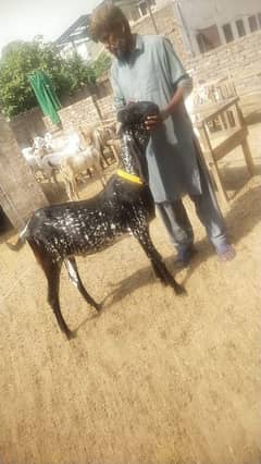 goats for sale on raesonable price
