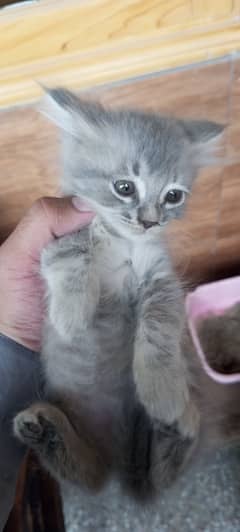 Persian Cat with kitten, grey tripple coated