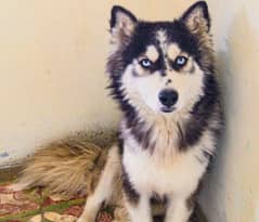 Siberian Husky Full Friendly Dog