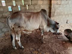 Healthy & Strong Bulls for Sale – Ideal qurbani