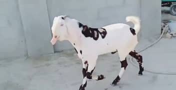2 Dant Bakra for sale. / 03241603852