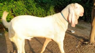 desi Bakra For Sale 03259242621