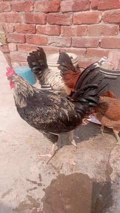3 Murgh 1 Murghi Desi