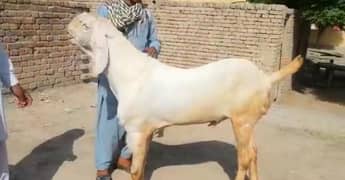 desi Bakra For Sale CALL on 03259242621