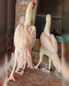 paper white aseel pair