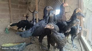 Dragon black skin chicks