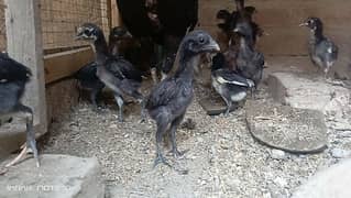 Dragon black skin chicks