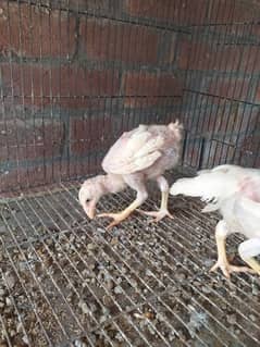 white hera aseel chicks confirm pair for sale age 1.5 months