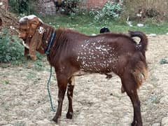 Goat / Bakra / Healthy Goats / Desi / / Bkary / White Goats for sale
