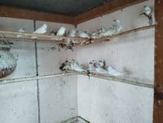 White finch and Java for sale