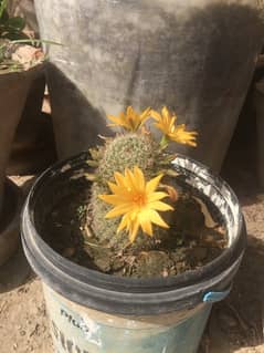 large size cactus for sale