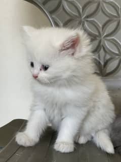 Persian kitten. Triple coated