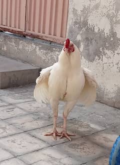 aseel