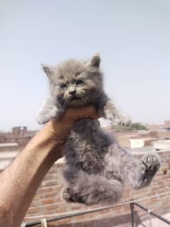 Persian Kittens Grey Color
