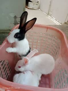 Beautiful Bunnies Rabbit Red Eye