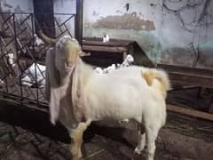 gulabi beader for sell