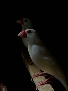 Java
