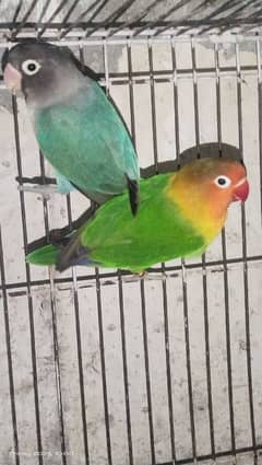 Love bird breeder pair and 1 buggies gift.