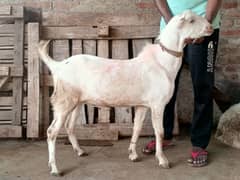 cahtry or bakry sale