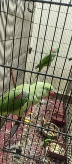 Kashmiri raw breeder pair available fully active and healthy