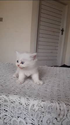 persian kitten