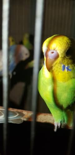 Australian