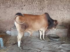 Cows