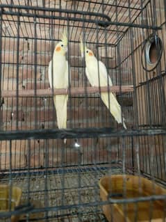 Cockatiel/Common