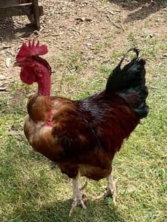 hen cockerel urgent sale