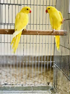 Yellow parrot