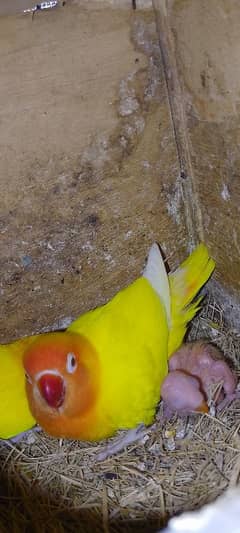 lotino personata breeder pair with chiks