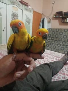 sun conure