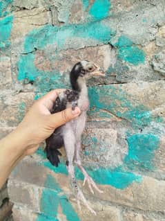 High Quality Aseel mianwali Chicks for sale