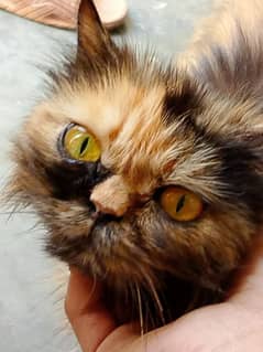 Punch Face Female Cat