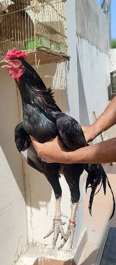 Lasani Thai cross Mushka quality aseel