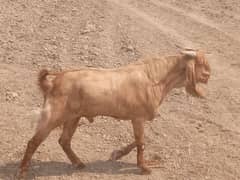 Qurbani