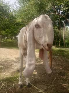 Qurbani