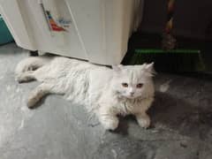 Beautiful Cat