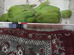 kashmiri green birds