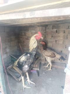 want to sale