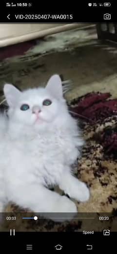 cat 4 sale