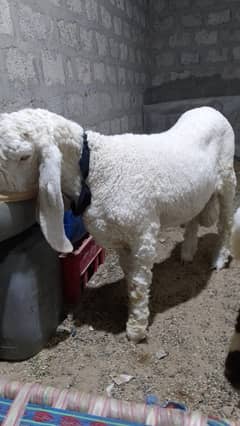 Larkana Dumba Qurbani