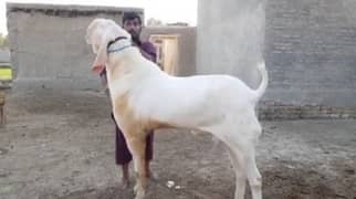 Desi