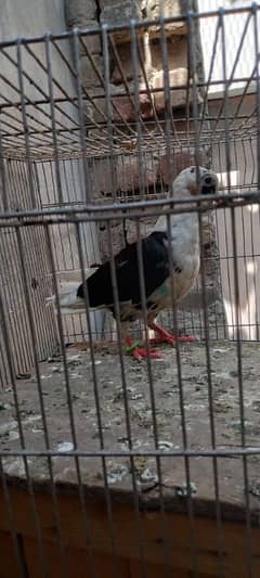 pigeon
