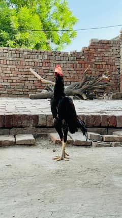 Aseel Murga Mianwali