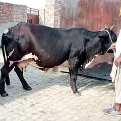 cow