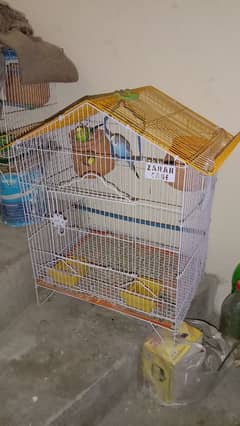 Budgies