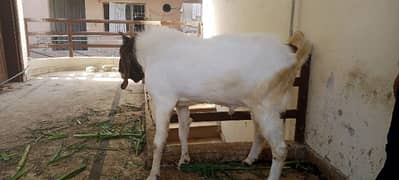 Qurbani goats for sell /sheep/goats