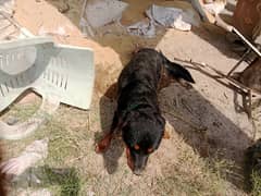 rott weiler